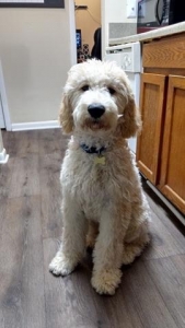 Goldendoodle for Stud Listing Image