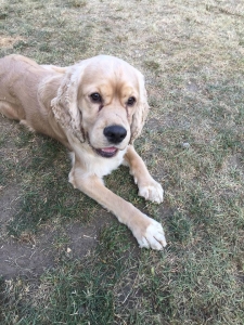 Handsome Buff Colored English Cocker Spaniel Listing Image