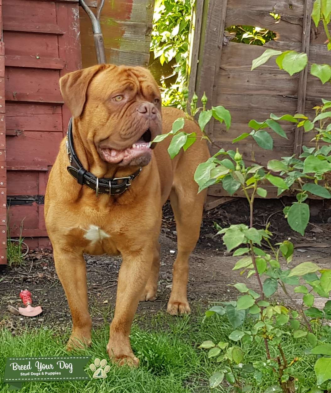 Proven KC Hooch for Stud Stud Dog Midlands Breed Your Dog