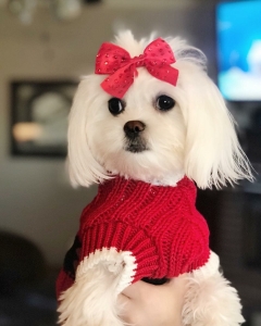 Looking for a full breed male Maltese to mate with sometime in October :) Listing Image
