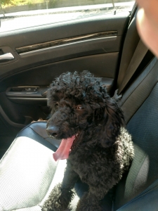 Seeking a Female poodle for Prince Listing Image