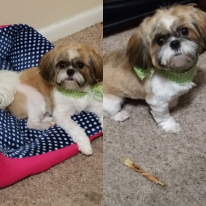 Shih Tzu Listing Image