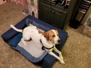 Saint Dane Male Listing Image