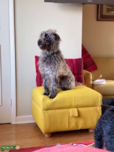 Bedlington/Lakeland STUD  Listing Image