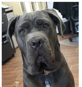Cane Corso - For Stud Listing Image