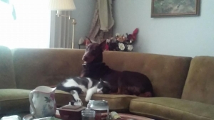 CKC Red/Rust Dobermann at Stud Listing Image