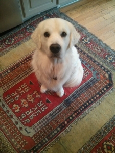 English Cream Golden Retriever Listing Image