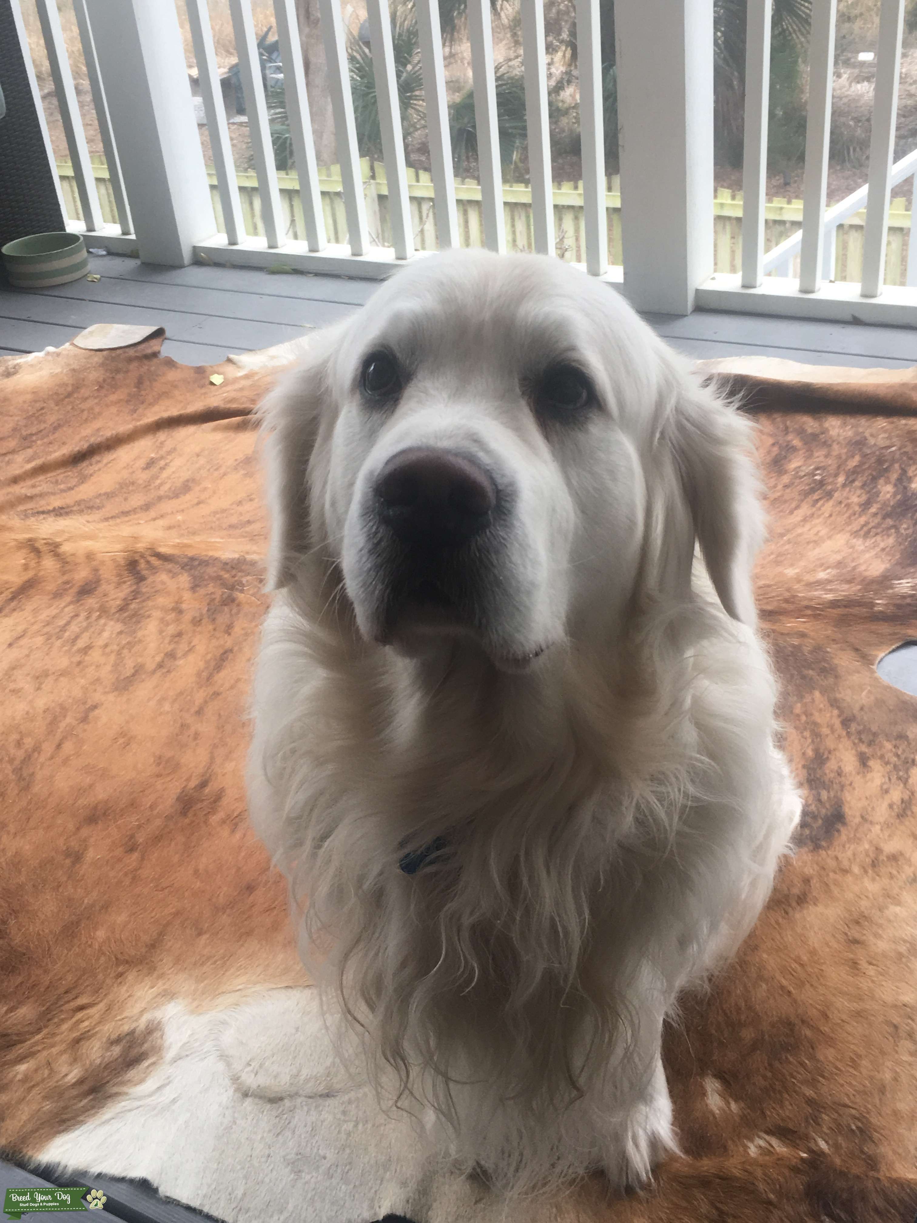 English Cream Golden Retriever - Stud Dog South Carolina - Breed Your Dog