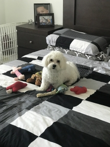 Looking for female Maltese to breed my male Maltese  Listing Image