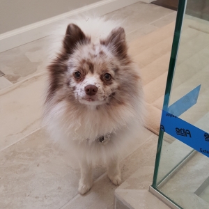 Unique Pomeranian Up For Stud - $450 (Portland, OR)  Listing Image