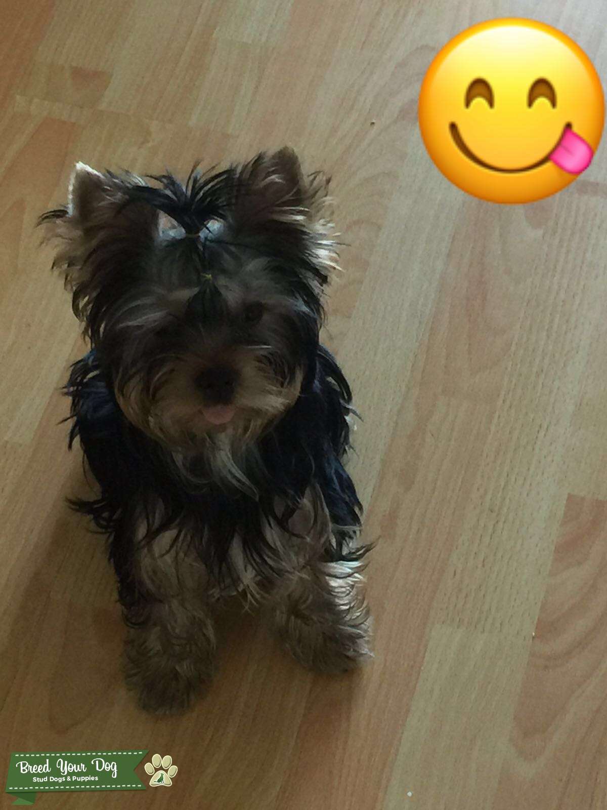 Stud Dog Male Yorkie Terrier Proven Breed Your Dog