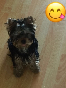 Male Yorkie Terrier -Proven Listing Image
