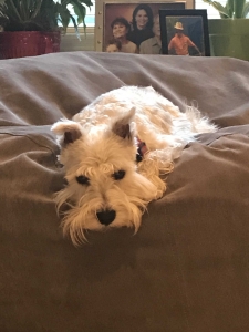 Looking for a girlfriend Listing Image