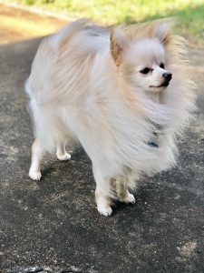 BEAUTIFUL POMERANIAN FOR STUD  Listing Image