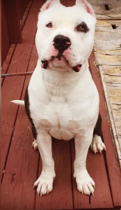 High quality American Bully bloodline being reasonable Listing Image