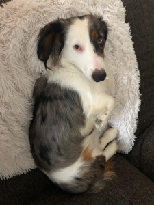 Daschund Listing Image