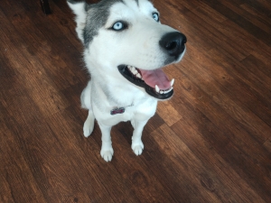 Need a stud for Luna our purebred Siberian husky Listing Image