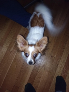 Papillon - AKC Pedigree registered,  Markings like flowers. Extremely great all-around dog.  Would like for puppies soon.   Looking for male Papillon with similar qualities. Listing Image