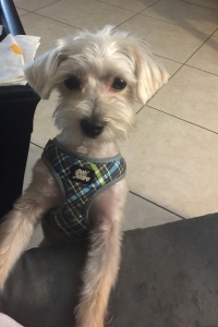 Looking for female for Morkie Listing Image