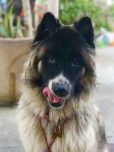 Stud Dog Long Coat American Akita Breed Your Dog