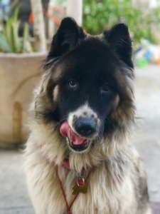 Long Coat American Akita  Listing Image