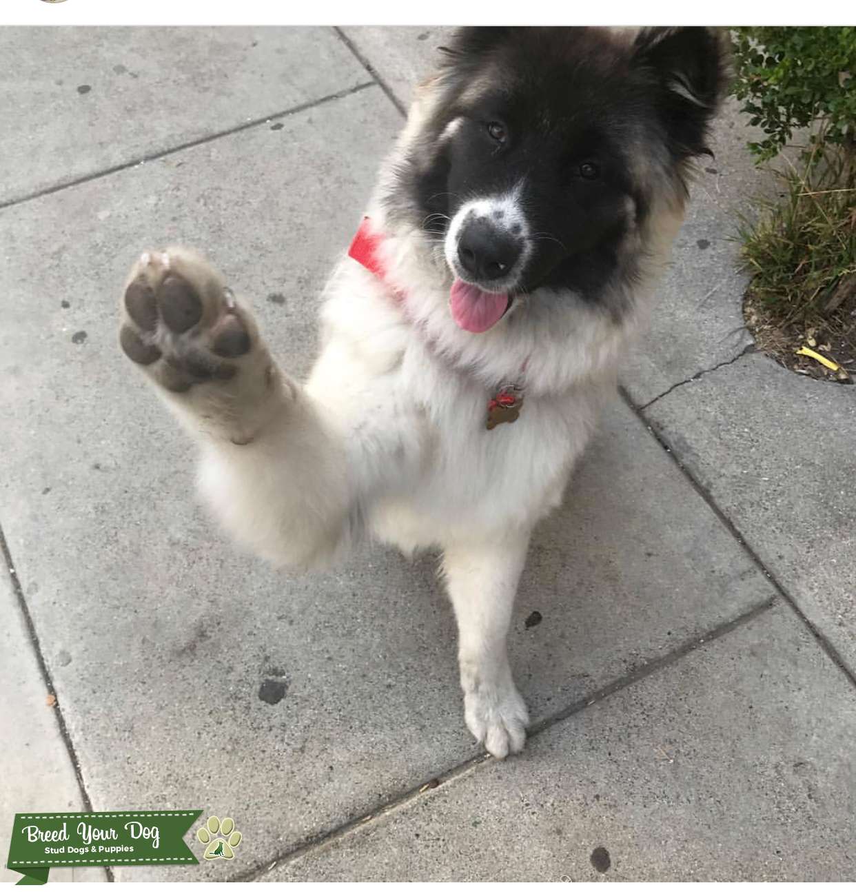 Long Coat American Akita Stud Dog in Los Angeles , the United States