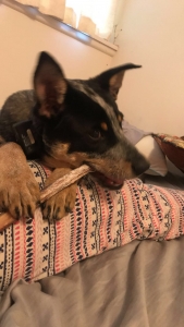 Mild mannered people friendly blue heeler Listing Image