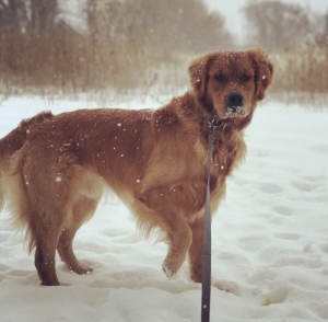 Stud Dog Listing Image