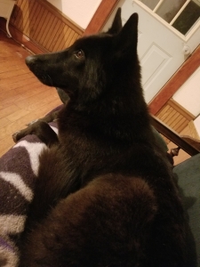 Female wolfdog Listing Image