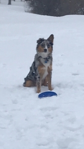 Merle Aussie, amazing temperament,  Listing Image