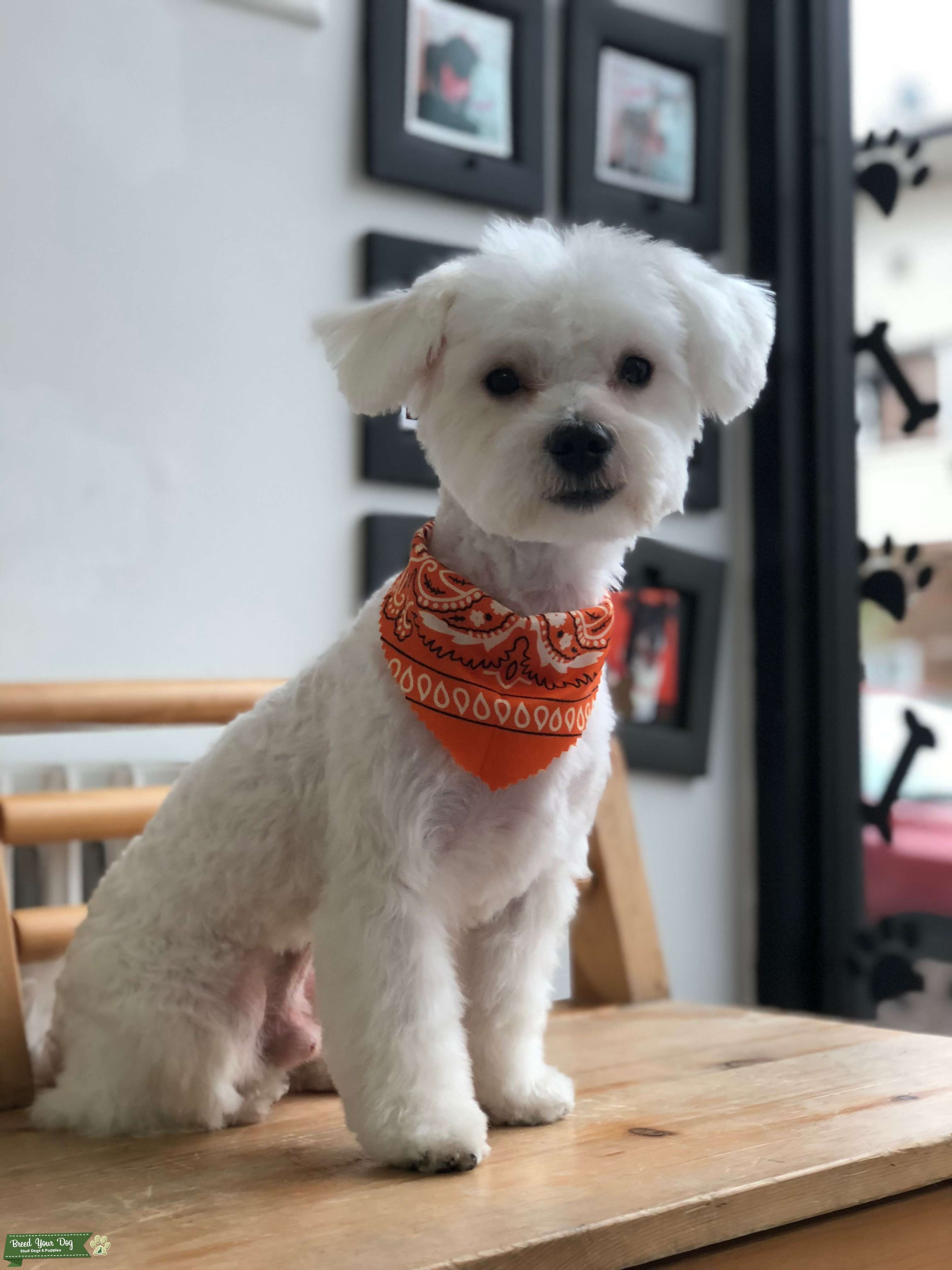 Looking for a female for my stud Stud Dog in New Jersey , United