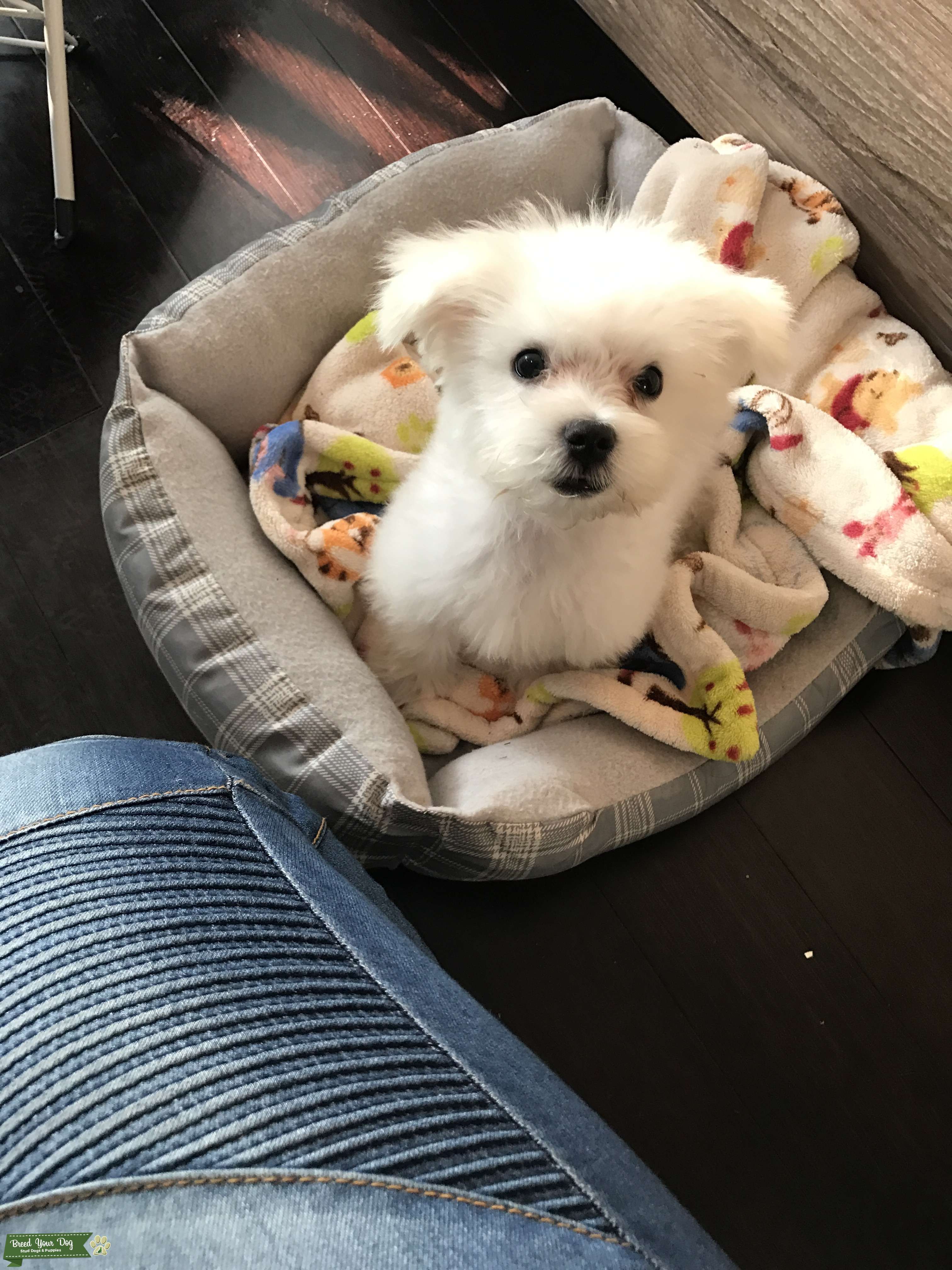 Looking for a female for my stud Stud Dog in New Jersey , United