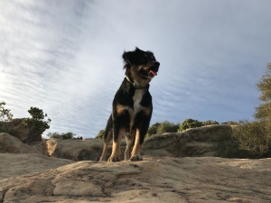 Black tri mini aussie female Listing Image
