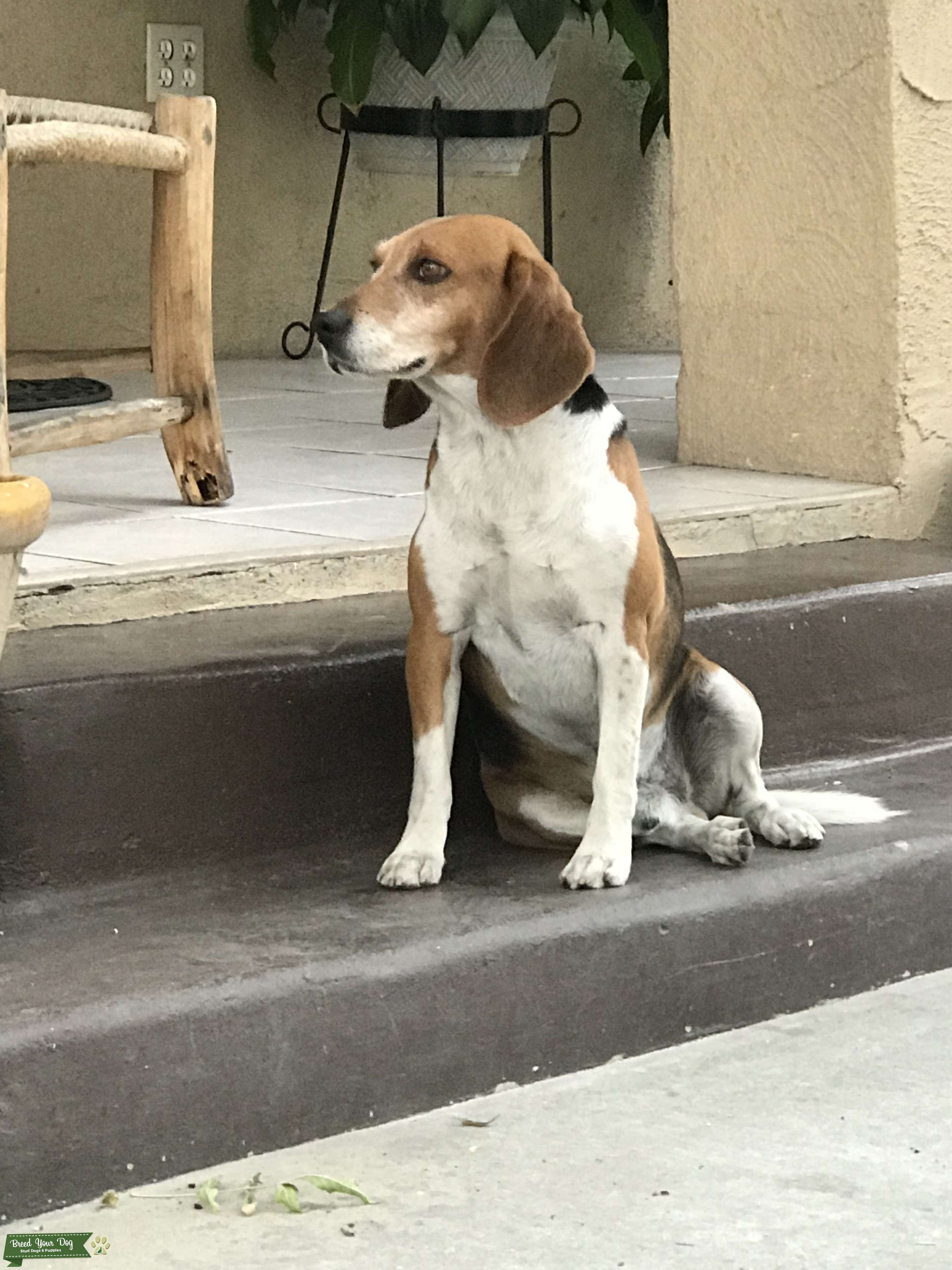 Beagle Male Stud Dog Los Angeles Breed Your Dog