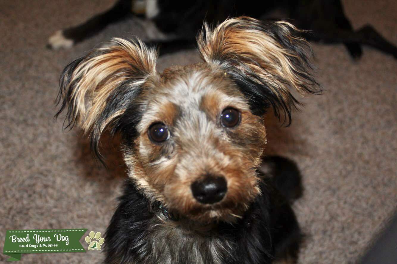 Stud Dog Stud (male) yorkie Breed Your Dog