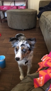 Blue Merel Mini Aussie Looking to Breed Listing Image