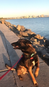 Pure Bred Belgium Malinois Listing Image
