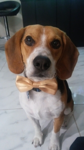 (beagle) look a female mate Listing Image