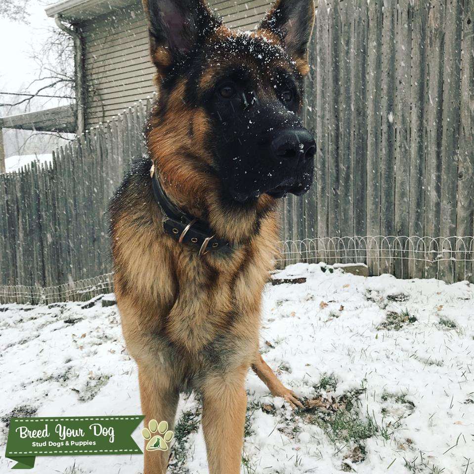 German Import Stud dog available (will travel) Stud Dog in Tennessee