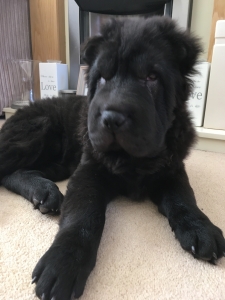 Stud Dog Bear Coat Shar Pei For Stud Breed Your Dog