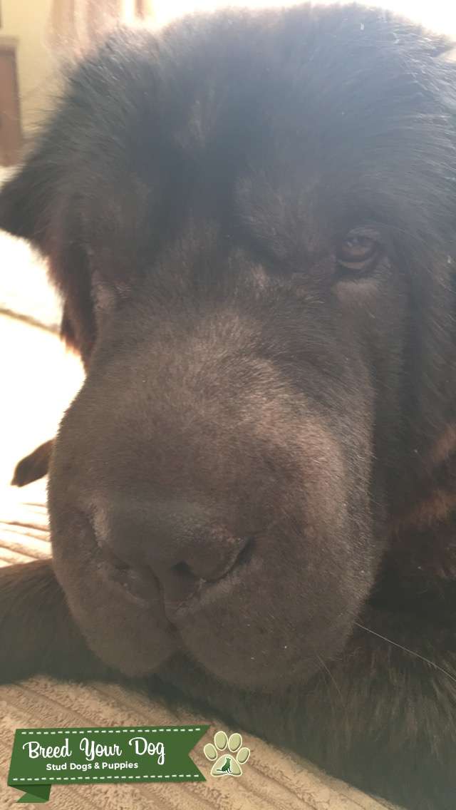 Bear Coat Shar Pei for stud Stud Dog in North East, United States