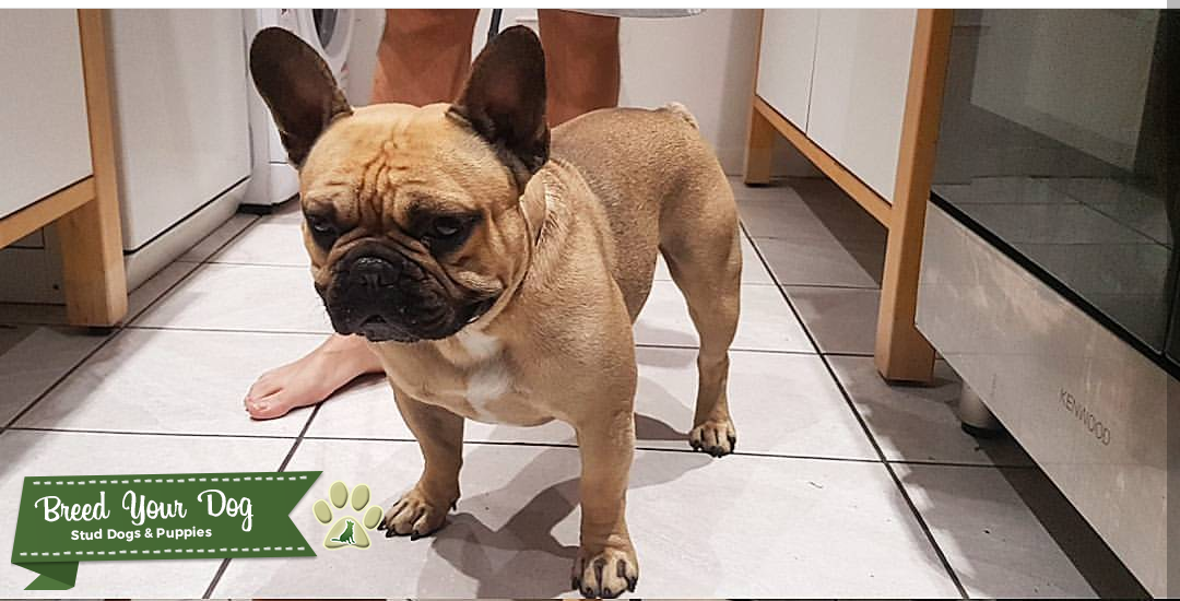 Zeus is the perfect stud dog Stud Dog in West Sussex, the United