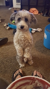 Male Doxiepoo (white with blue eyes) amazing dog Listing Image