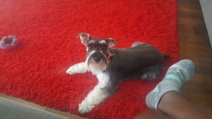 Light Gray Mini Schnauzer female looking for mate Listing Image