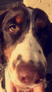 Looking to breed our English Springer Spaniel stud Listing Image