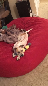 Red Heeler/Rhodesian Ridgeback  Listing Image