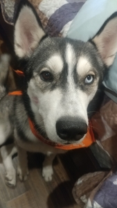 Looking for beautiful female Husky Listing Image