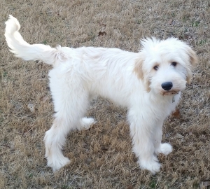 Goldendoodle Listing Image