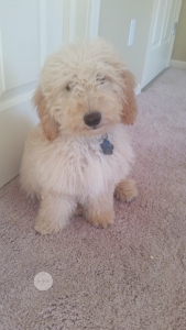 Mini goldendoodle stud Listing Image
