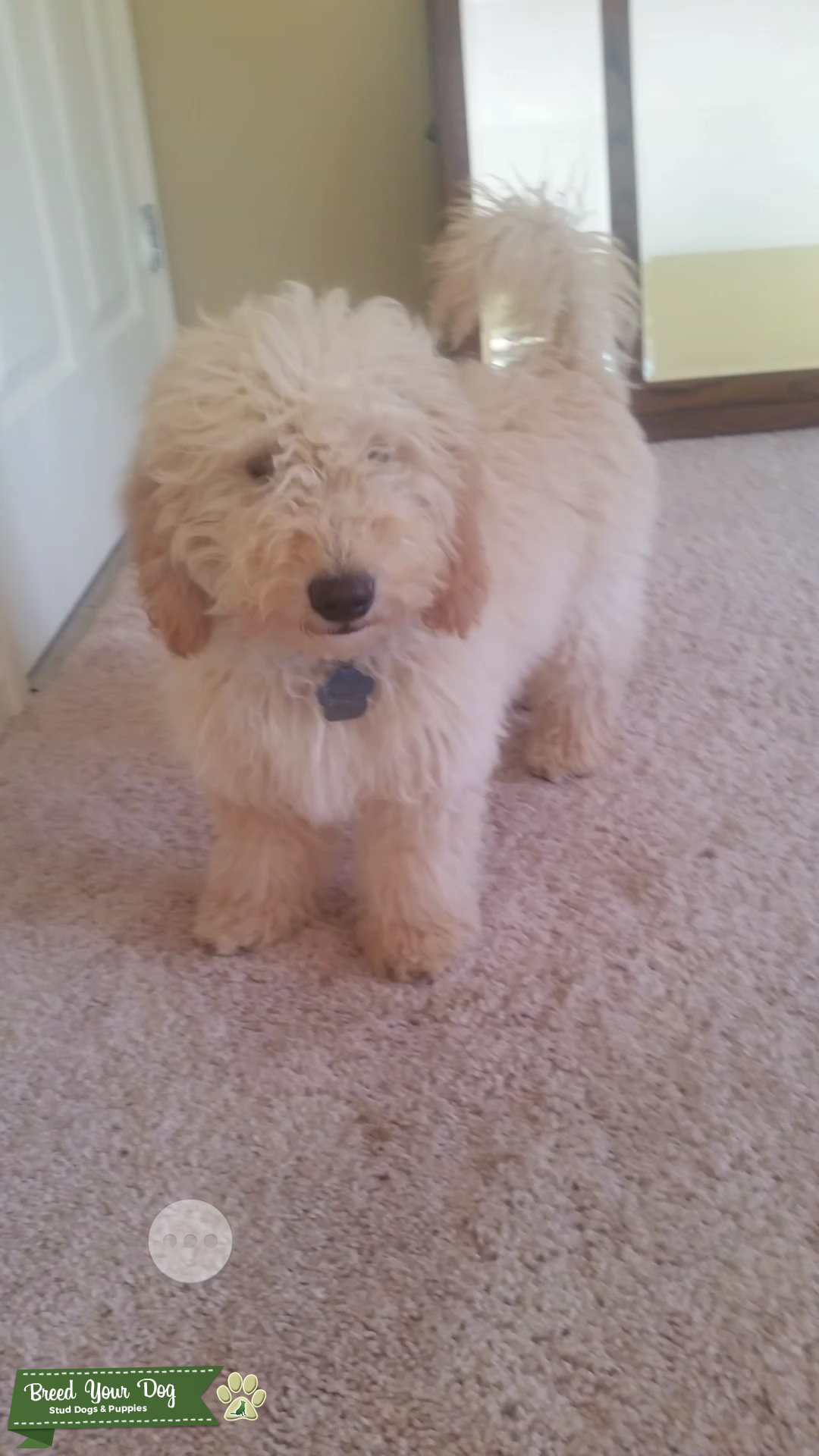 Mini goldendoodle stud Stud Dog in Michigan, the United States